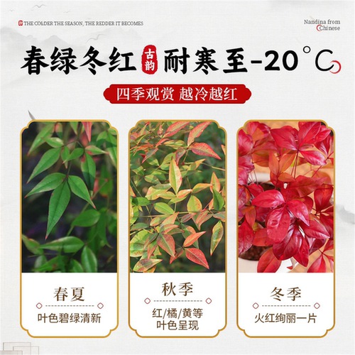 火焰南天竹盆栽客厅室内绿植红叶桌面盆景小矮桩特级树苗四季好养 - 图2