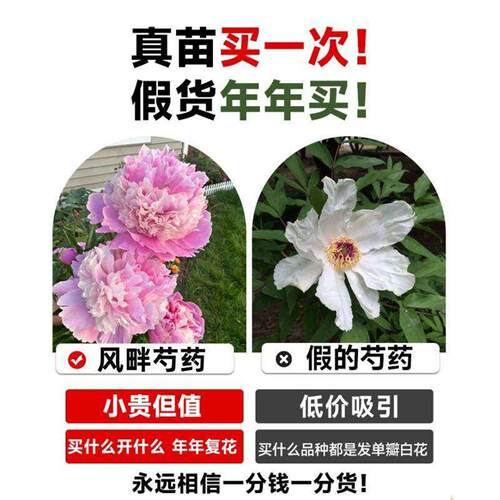 重瓣芍药花苗四季播种开花带芽大根块种球御前表演多年生花卉盆栽 - 图0