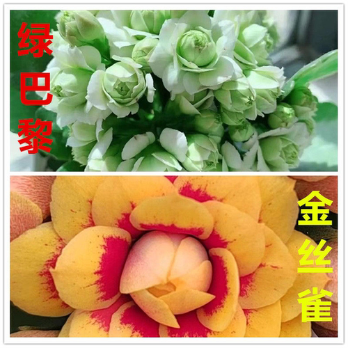 长寿花绿巴黎重瓣大花盆栽植物清仓室内桌面阳台四季开花带花苞 - 图0