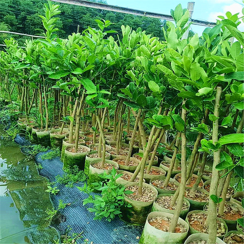 佛手柑盆栽带叶金华佛手树苗瓜苗盆景可食用植物阳台庭院花卉绿植 - 图1