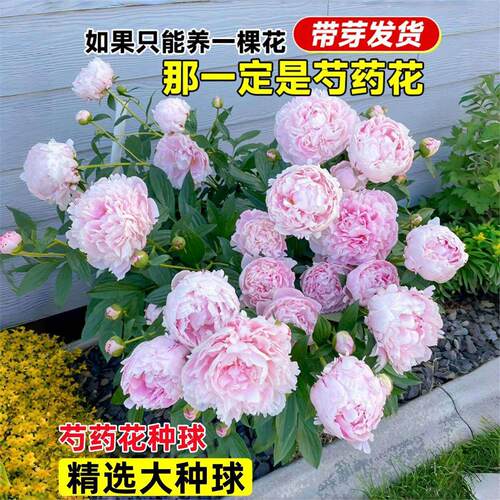 重瓣芍药花苗四季播种开花带芽大根块种球御前表演多年生花卉盆栽 - 图1