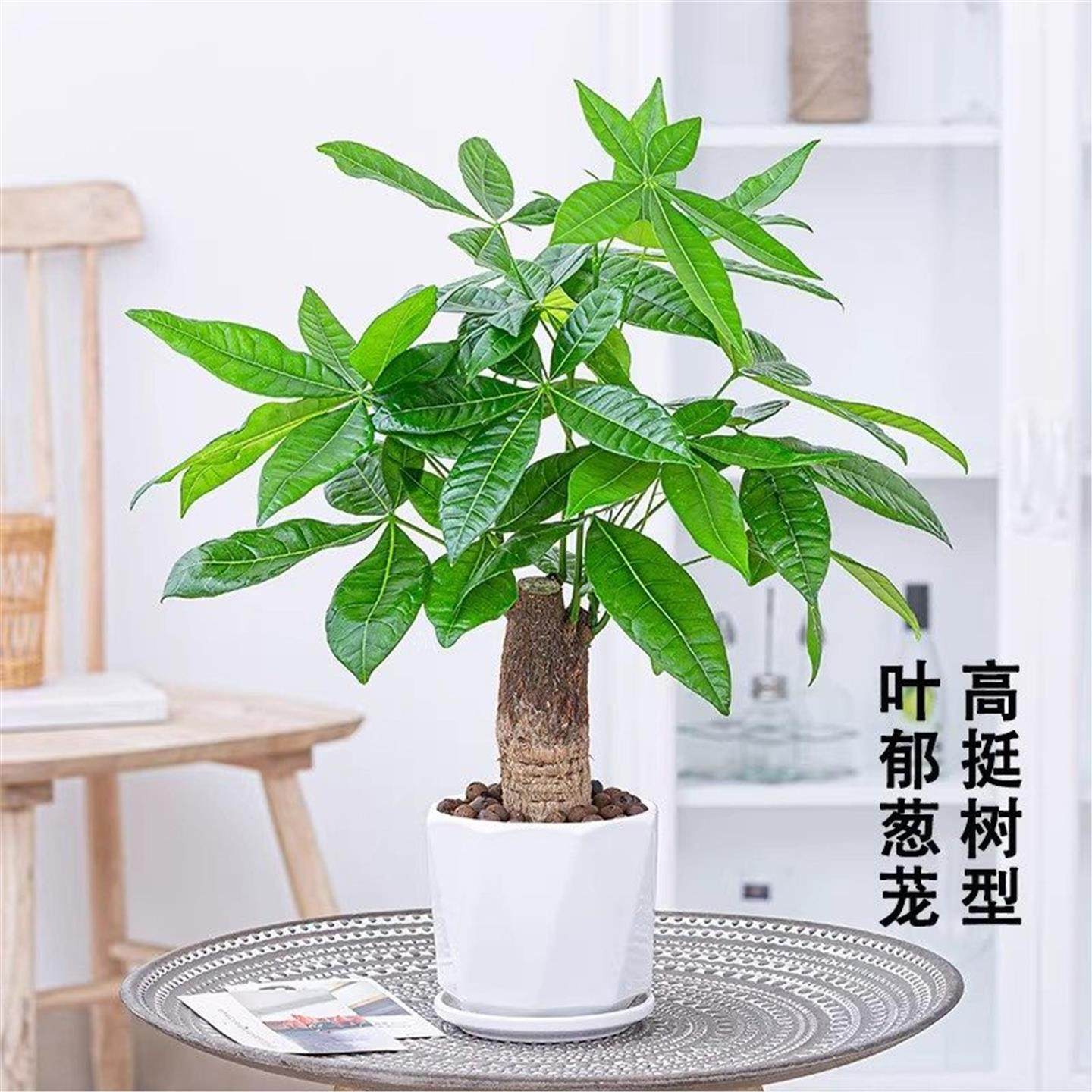 发财树盆栽绿植物办公室内客厅小盆景好养净化空气四季常青招财,淘宝优惠券,粉丝福利购,淘宝优惠卷