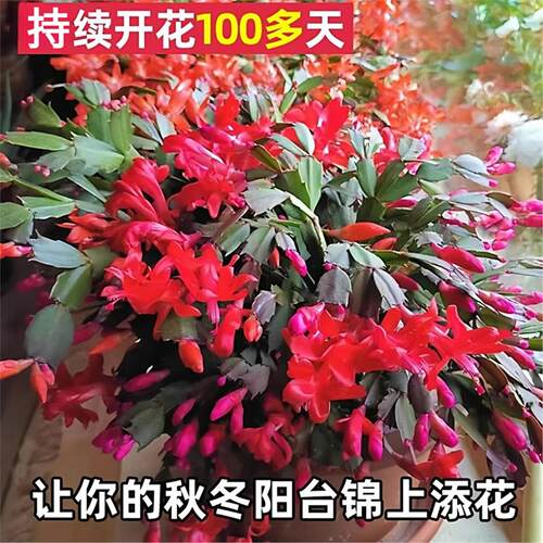 蟹爪兰盆栽带花苞开花多肉绿植物好养嫁接蟹爪莲室内花卉客厅四季 - 图0