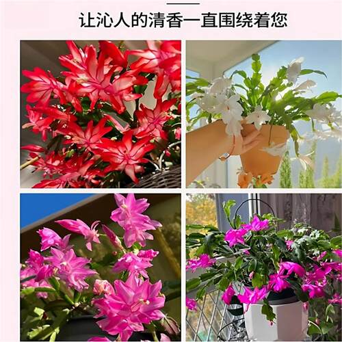蟹爪兰盆栽带花苞开花多肉绿植物好养嫁接蟹爪莲室内花卉客厅四季 - 图2