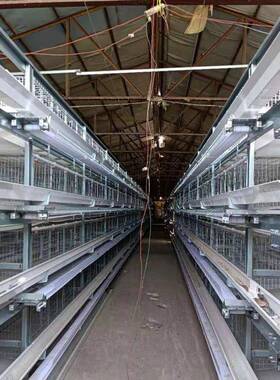 小层叠蛋鸡笼养鸡设备立体式阶梯式蛋鸡笼养殖场三层四层备育雏笼