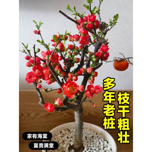 海棠盆栽带花苞长寿冠老桩树苗四季耐寒好养重瓣花卉室内阳台植物 - 图0