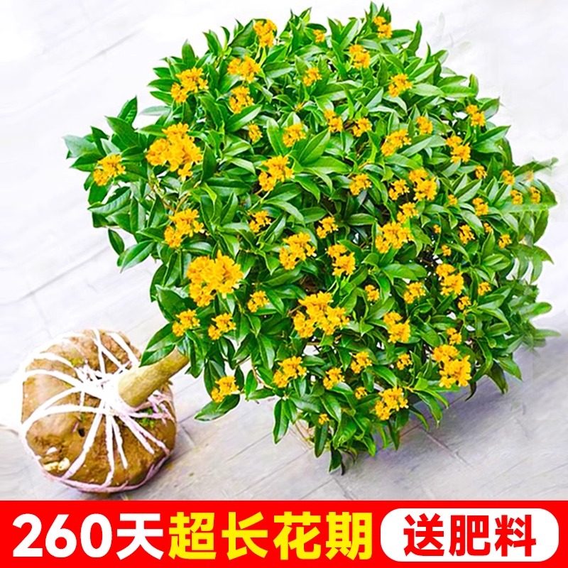 四季桂花树苗金桂庭院浓香原生地栽室内外盆栽八月丹桂花卉绿植物,淘宝优惠券,粉丝福利购,淘宝优惠卷
