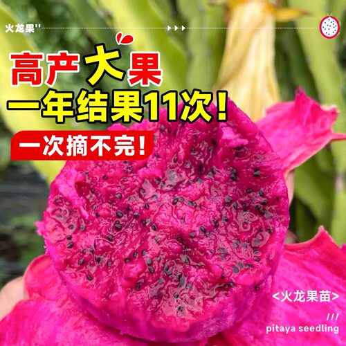 火龙果树果苗盆栽四季结果南北方种植白心黄金燕窝红心火龙果苗树 - 图2