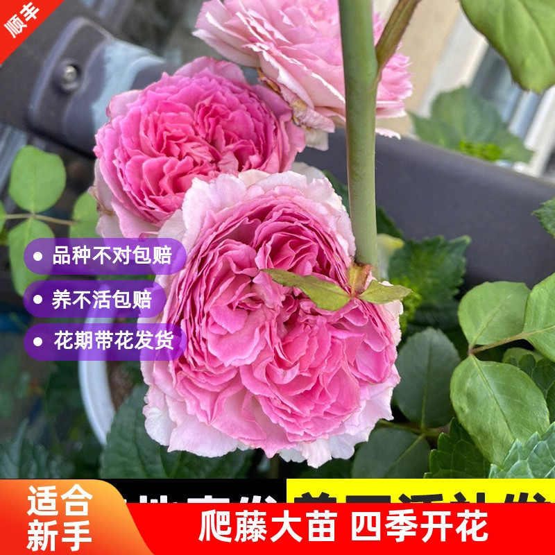藤本罗衣无刺月季花苗爬藤蔷薇特大花浓香花玫瑰四季盆栽花卉罗伊,淘宝优惠券,粉丝福利购,淘宝优惠卷