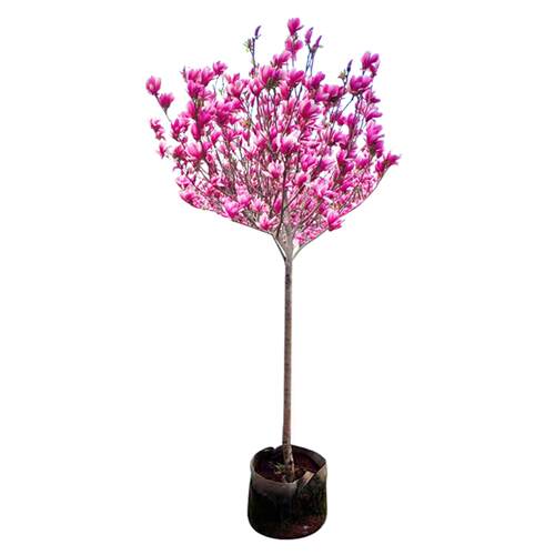 红白黄广玉兰花树苗带花苞二乔紫玉兰苗大树庭院地栽盆栽玉兰植物 - 图3