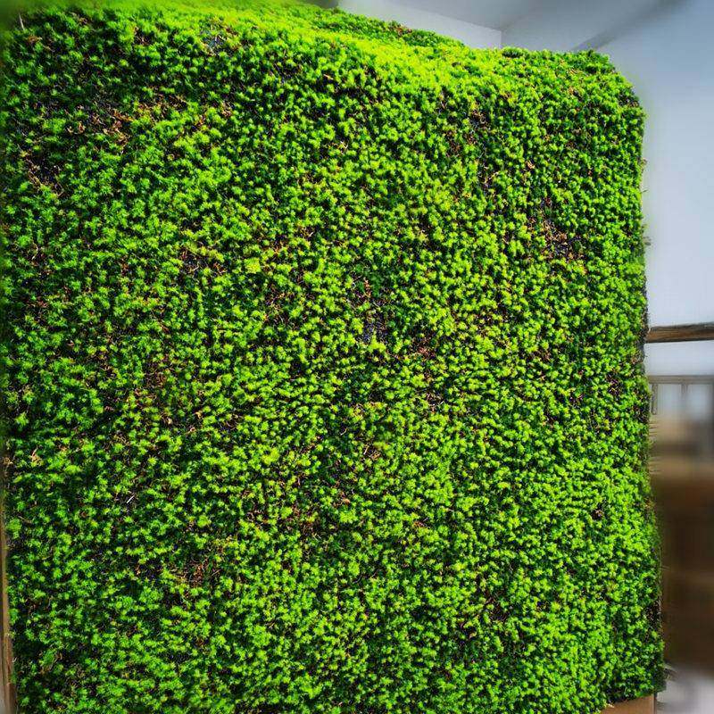 假苔藓仿真青苔藓草皮假草坪盆景铺面假绿植物墙橱窗墙面装饰,淘宝优惠券,粉丝福利购,淘宝优惠卷