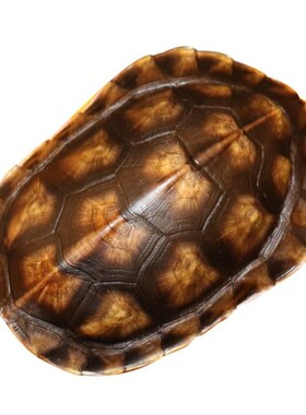 易经学习工具初学者入门六十四64卦详解摇卦起卦乌龟壳送铜钱礼品