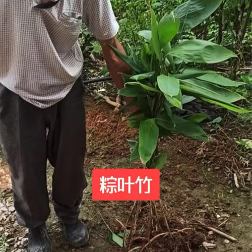 箬竹庭院花园别墅竹子苗大叶竹粽子叶四季常青不落叶耐寒耐旱植物 - 图1