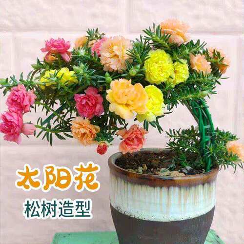 太阳花重瓣苗枝条盆栽混色大花带根带花苞室内花卉绿植好活易养 - 图2