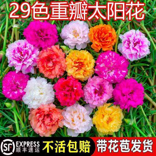 太阳花重瓣苗枝条盆栽混色大花带根带花苞室内花卉绿植好活易养 - 图0