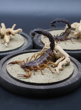 【毒刺】真实蝎子标本肥尾蝎粗尾蝎沙漠生态微景观玻璃罩创意礼物