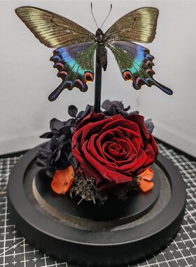 绿带翠凤蝶皇后真蝴蝶艺术玻璃罩摆件手工收藏礼物