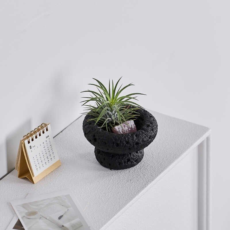 空气凤梨桌面绿植室内小盆栽植物好养四季懒人情绪稳定花卉,淘宝优惠券,粉丝福利购,淘宝优惠卷