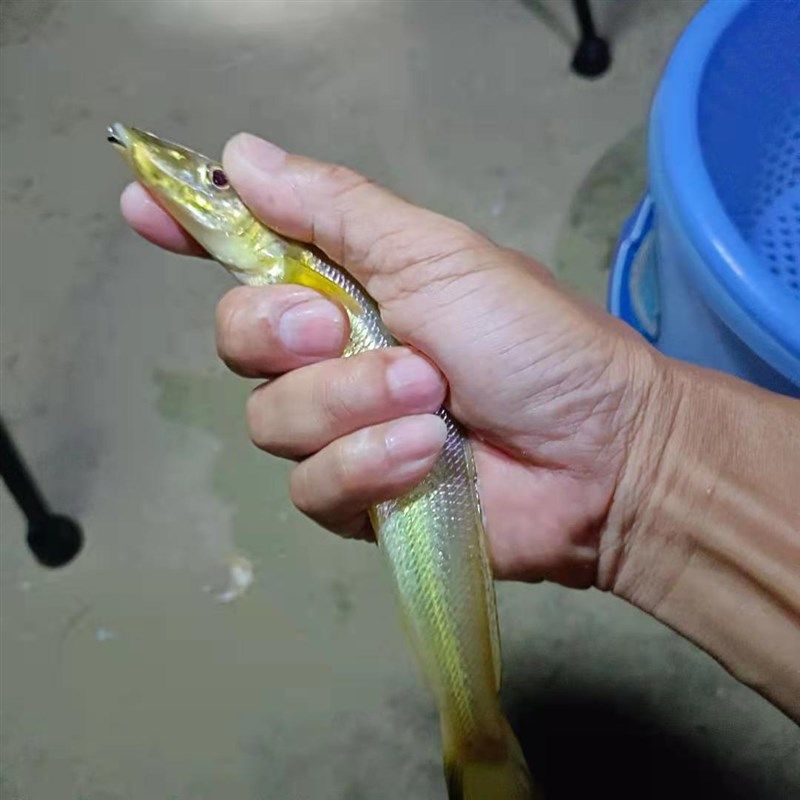 [U ]款远投丸世6号5钩沙尖串钩滩钓滑鱼钓组防缠远米鲫沙梭黄骨鱼,淘宝优惠券,粉丝福利购,淘宝优惠卷