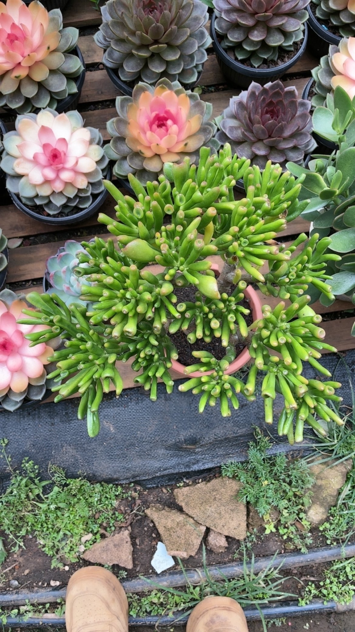 4年吸财树 带土球发货 多肉植物 新手好养 招财植物 办公室植物,淘宝优惠券,粉丝福利购,淘宝优惠卷