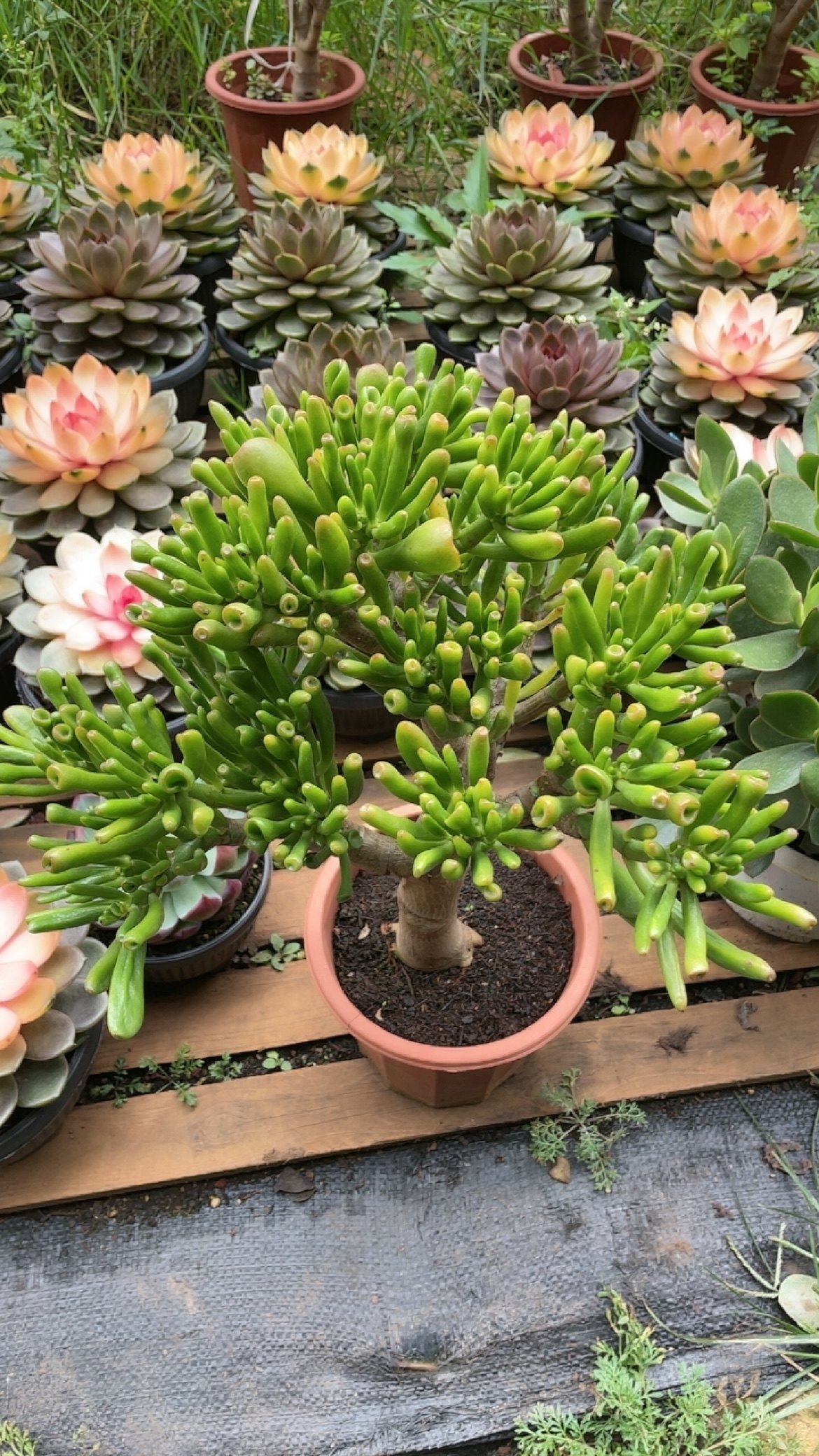 4年吸财树 带土球发货 多肉植物 新手好养 招财植物 办公室植物,淘宝优惠券,粉丝福利购,淘宝优惠卷