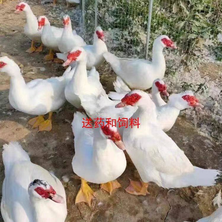 一斤白番鸭活体大种鸭子活物正宗红脸翻鸭黑翻鸭散养青年下鸡笼子,淘宝优惠券,粉丝福利购,淘宝优惠卷