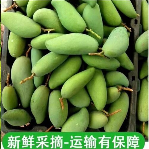 云南酸芒果生脆沾辣椒送糊辣子面削皮刀酸脆生芒果孕妇水果象牙芒 - 图0