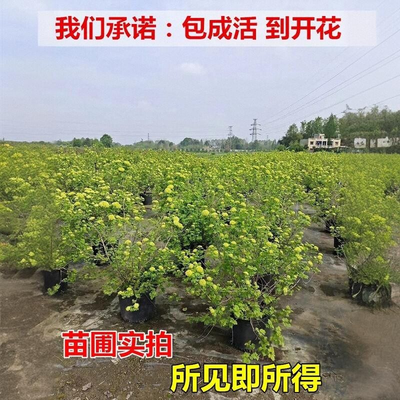 欧洲木绣球树苗玫瑰别墅庭院风景树花苗盆栽耐寒木本斗球中华大苗,淘宝优惠券,粉丝福利购,淘宝优惠卷