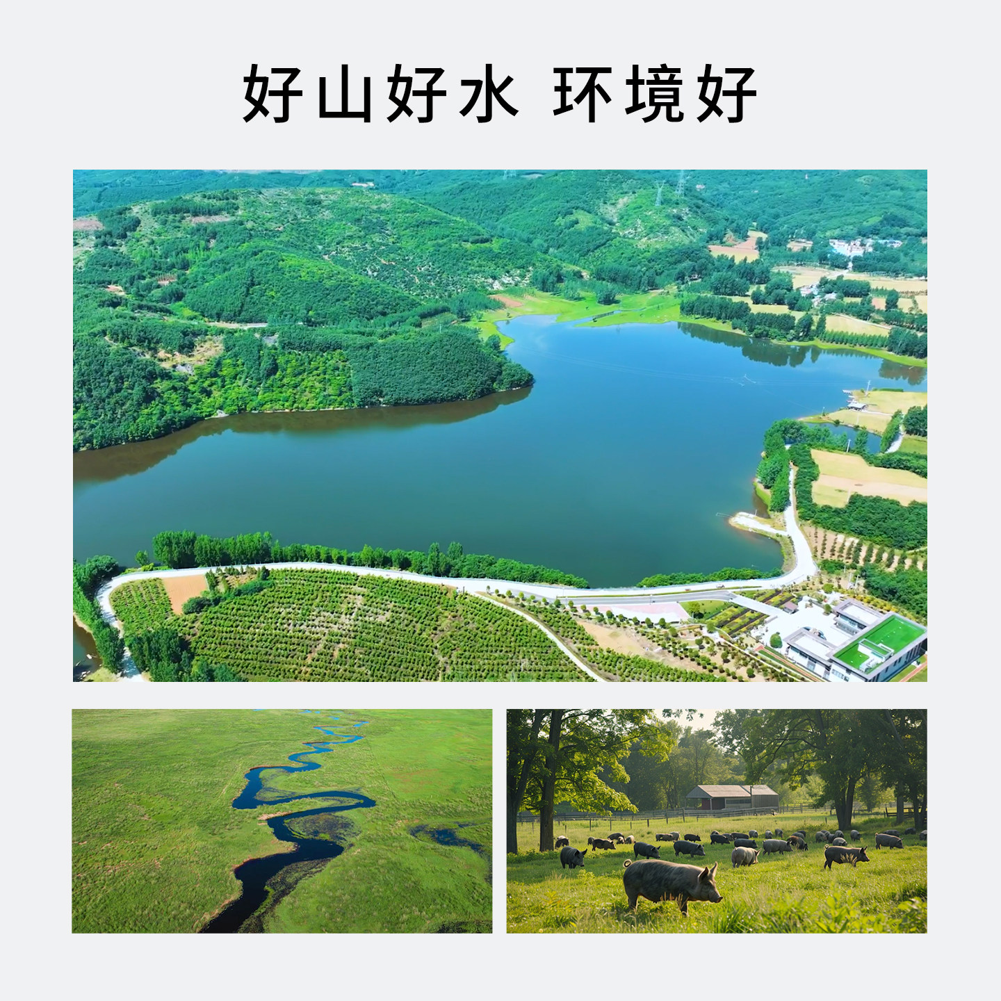 谷山豚无抗猪肉新鲜五花肉0激素土猪腿肉里脊排骨肋排优于黑猪肉,淘宝优惠券,粉丝福利购,淘宝优惠卷