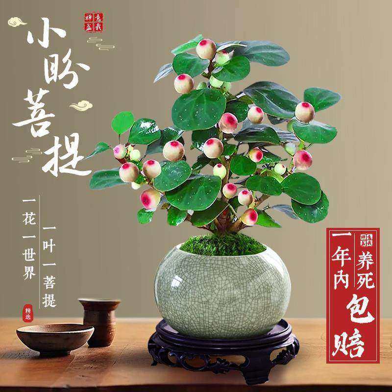 菩提树盆栽小盼菩提盆景带果中式禅意桌面摆件室内创意好养绿植物,淘宝优惠券,粉丝福利购,淘宝优惠卷