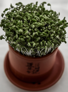 紫砂发豆芽神器官旗发货