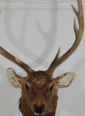开业礼品鹿招财酒店装饰生壁挂墙饰标本1鹿头公司鹿摆件财有#真角