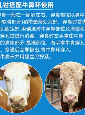 牛鼻环铸钢牛鼻圈拴牛环大号穿孔不锈钢鼻夹子牛犊鼻钳牛牵引钢圈