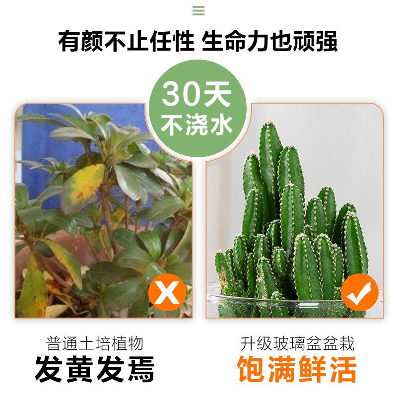 多肉植物仙人球仙人掌小盆栽桌面植物肉肉组合办公室内绿植花卉,淘宝优惠券,粉丝福利购,淘宝优惠卷