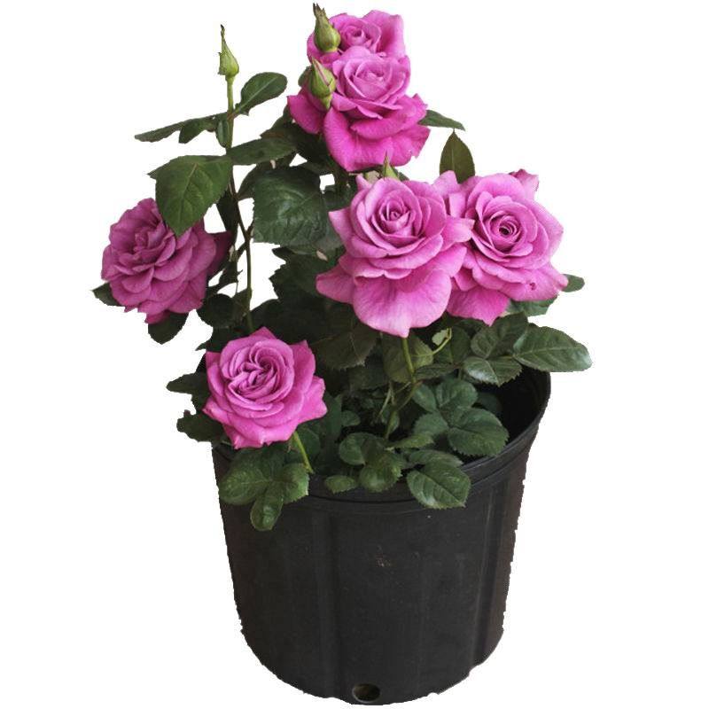 爬藤花卉植物蔷薇花苗藤本月季阳台盆栽玫瑰四季开花欧月花苗,淘宝优惠券,粉丝福利购,淘宝优惠卷