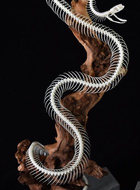 枯木盘枝蛇骨骼标本 美式横板超大真骨摆件 定制蛇骨标本订制