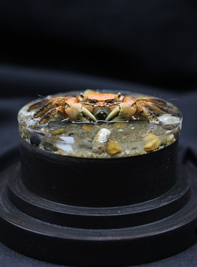 【横行】真实螃蟹红螯相手蟹标本微景滴胶造景玻璃罩摆件男生礼物