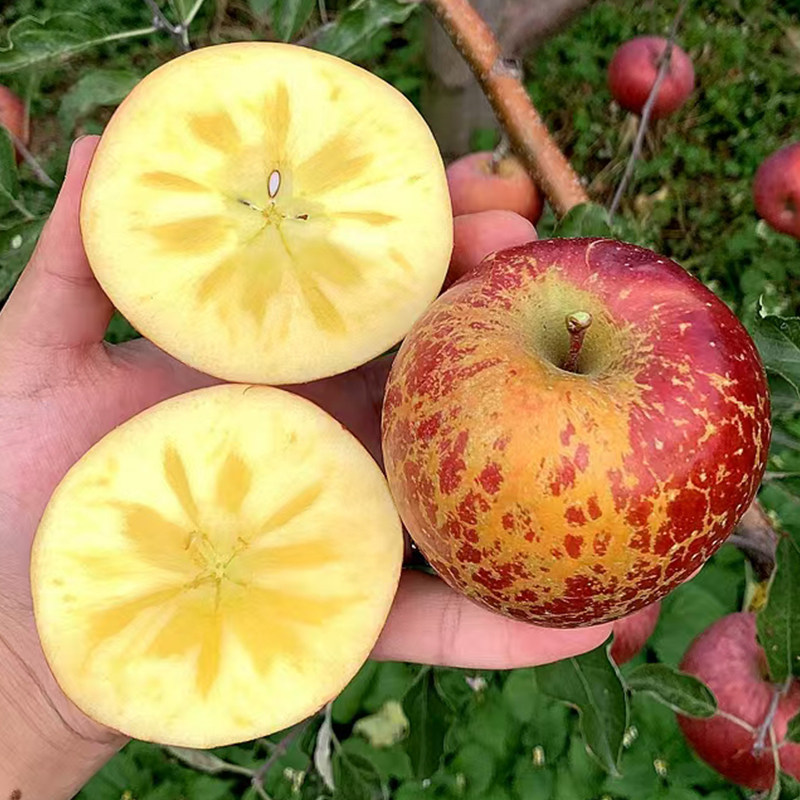 【下单立减50】正宗冰糖心丑苹果红富士苹果新鲜应季水果脆甜多汁,淘宝优惠券,粉丝福利购,淘宝优惠卷