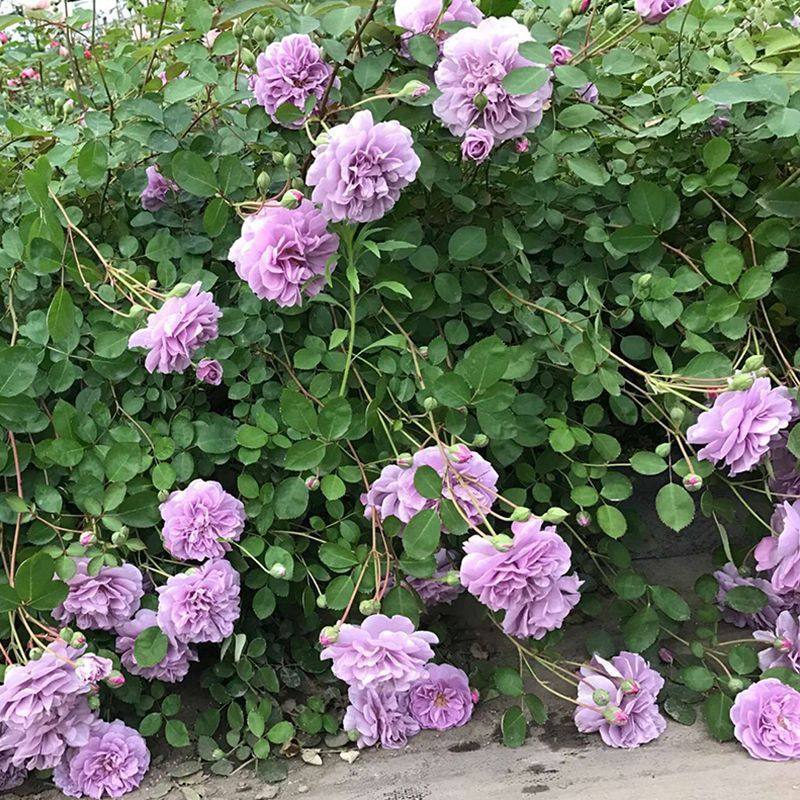 月季花苗蓝色阴雨蓝雨藤本爬藤丰花抗病的紫色系勤花花园,淘宝优惠券,粉丝福利购,淘宝优惠卷