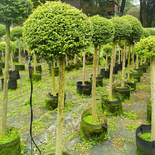 亮晶女贞树苗四季常青花镜植物庭院绿篱色块绿化女贞小苗耐寒耐旱 - 图1