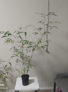 内门竹盆栽名贵竹子苗室内庭院绿植四季常青好养易活竹子盆景