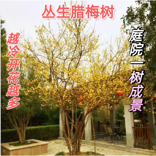 高杆腊梅花树苗丛生庭院别墅耐寒冬季开花卉植物浓香素心腊梅花树 - 图1