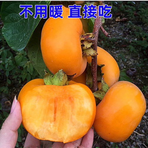 柿子苗树地栽盆栽嫁接脆甜无核南北方种植特大当年结果柿子树果苗 - 图1