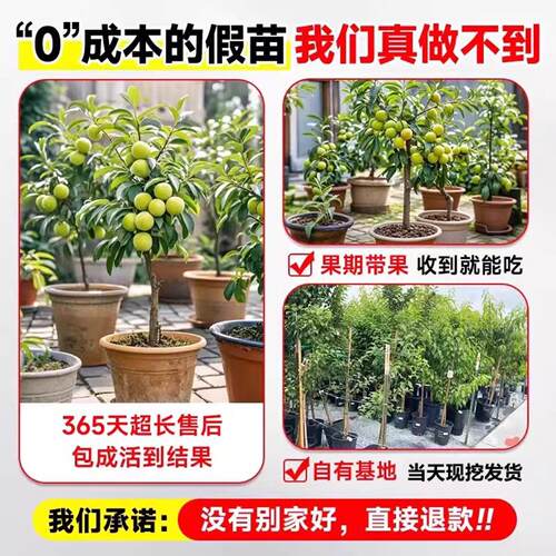 正宗蜂糖李子树苗三华李子苗恐龙蛋新品种西梅南方北方种植脱骨李 - 图2