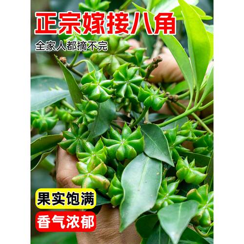 嫁接八角树苗大红八角苗带土带叶盆栽矮化东荣罗马八角苗四季可种 - 图3