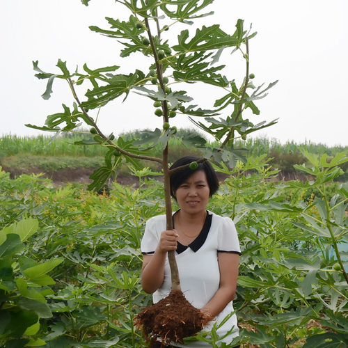 无花果树果苗特大果波姬红无花果苗树苗盆栽当年结果无花果树树苗 - 图2