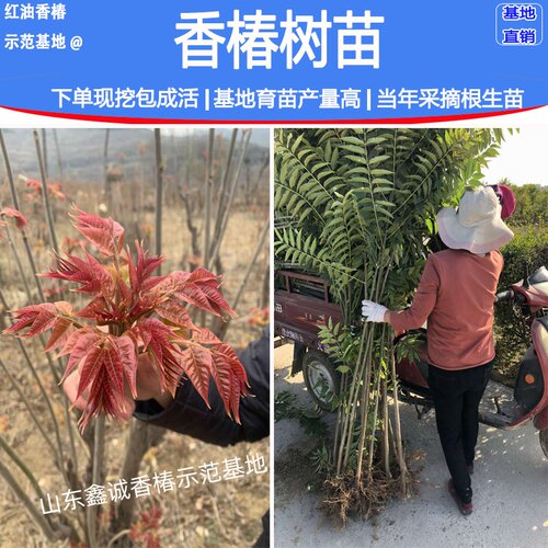 香椿苗树正宗红油香椿树苖食用春芽小苗矮化地栽盆栽四季种植 - 图0