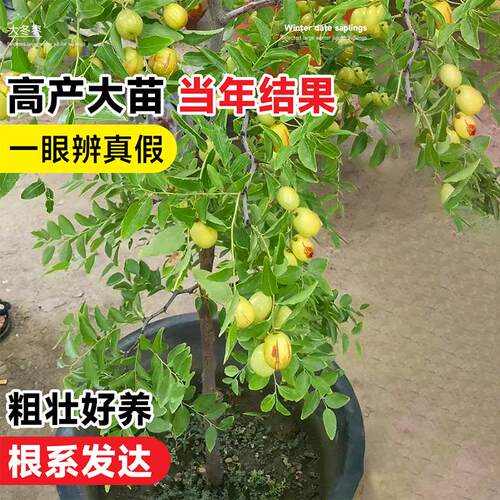 冰糖脆枣树活苗沾化冬枣树大枣超甜南方北方耐寒特大盆栽冬枣苗树 - 图1