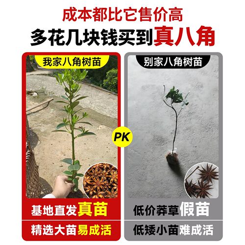 耐寒八角树树苗南北方庭院四季高栽种植食用大红茴香嫁接苗八角苗 - 图0