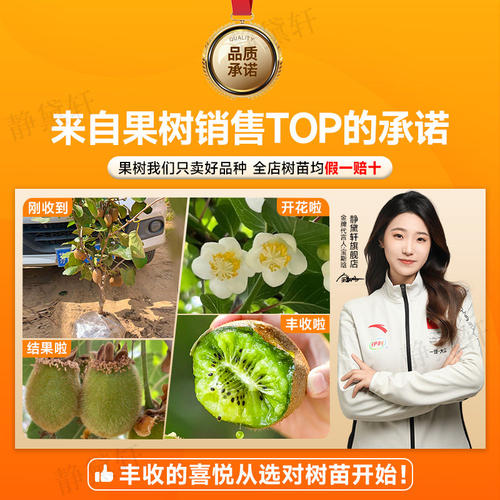 猕猴桃树果苗红心软枣猕猴桃苗徐香嫁接南北方种植庭院水果树果苗 - 图3